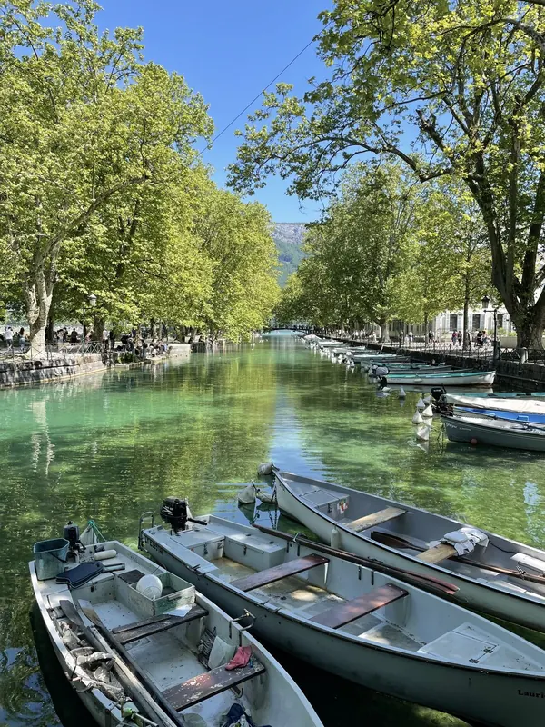 Rowing boats moored on a clear green canal under tall plane trees
