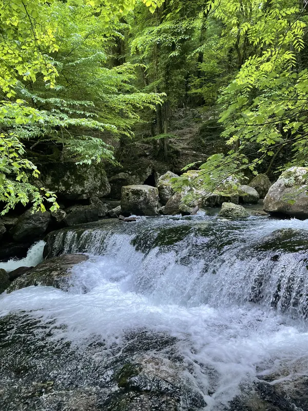 White water pouring over a rock ledge between bright green trees