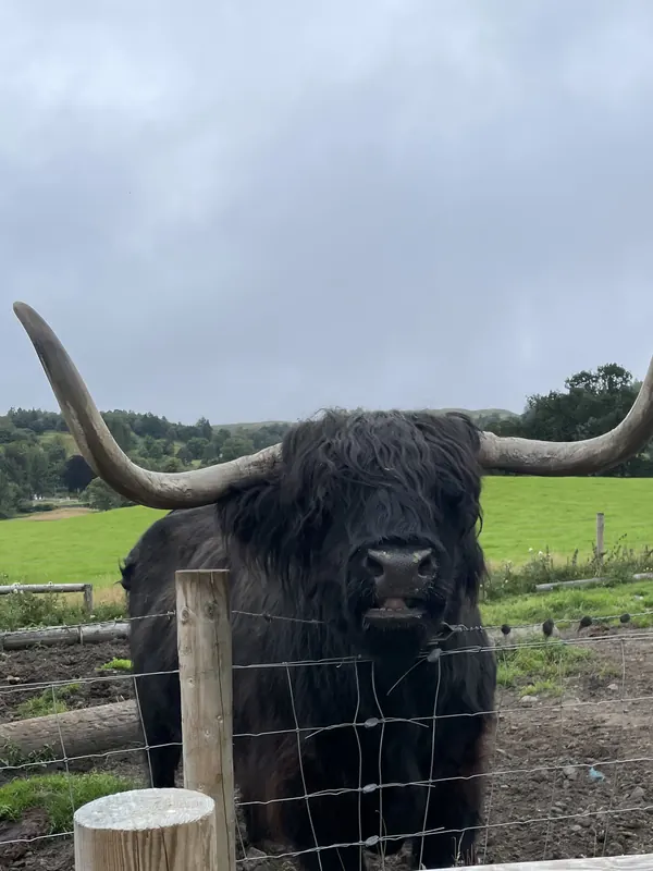 A shaggy black Highland cow with long curved horns looking over a wire fence