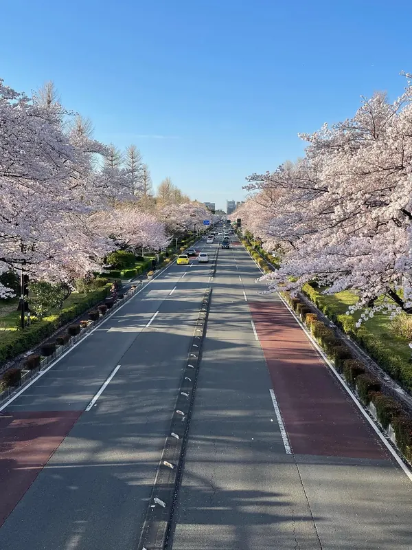 A wide avenue lined with cherry trees in full pink blossom under a clear sky